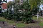 Крупномерные ели высадили на площади Декабристов в Иркутске