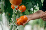 Топ 8 сортов самых урожайных томатов: дают по 15 кг с куста — помидоры вкусные и "мясистые", аж сахар на разломе
