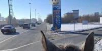 Житель Новосибирска пересел на лошадь из-за дорого бензина - Baikal24.Ru