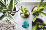 4 самых невкусных сорта картофеля — даже готовить не хочется: на вкус — пластик, а пюре получается всегда с комочками