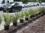 В Новосибирске втрое перевыполнили пилотную программу городского озеленения