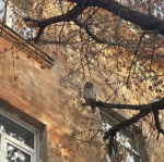 Частые гости в нашем городе — совы!