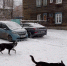 Собаки. Скриншот из видео пресс-службы СУ СКР по Иркутской области - Irk.Ru