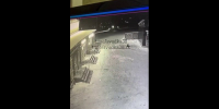 Собаки. Скриншот видео из телеграм-канала svodka38irk - Irk.Ru