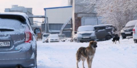 Некоторые жители Иркутска препятствуют отлову бродячих собак - Baikal24.Ru