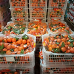 250 тонн мандаринов ввезли в Иркутскую область перед Новым годом