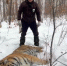 В Хабаровском крае поймали тигра с огнестрельным ранением - Baikal24.Ru