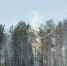 Лес. Фото Маргариты Романовой, IRK.ru - Irk.Ru