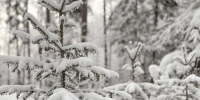 Иркутск накроет снег: до −10°С и порывистый ветер 5 января - Baikal24.Ru