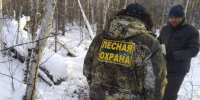 В Иркутской области на 16% сократилось число незаконных рубок в 2025 году - Baikal24.Ru