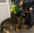 "Лети вывела на след": служебная собака обнаружила наркотики у пассажира в аэропорту Иркутска - Baikal24.Ru
