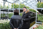 Иркутский "Горзеленхоз" вырастил к 8 марта порядка 1,2 миллиона тюльпанов