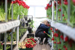 Иркутский "Горзеленхоз" вырастил к 8 марта порядка 1,2 миллиона тюльпанов