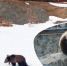 26-03-25-bear - Заповедное Прибайкалье