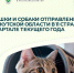 Больше 50 кошек и собак из Приангарья путешествовали в Испании, Сербии и Грузии - Baikal24.Ru
