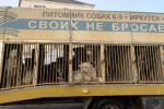 В Приангарье одобрили законопроект о безнадзорных животных на фоне угрозы людям