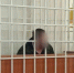 Бывший полицейский из Иркутска сел под стражу за наркотики на Камчатке - Weacom.Ru
