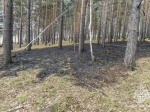 В Черемховском районе лесной пожар возник из-за непотушенной сигареты