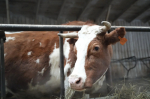 Утверждены новые ветправила экспертизы некачественных продуктов перед использованием в кормах для животных
