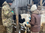 Иркутская область получила ветеринарные препараты на 8,5 млн рублей в рамках федеральной поддержки