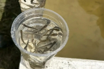 В Братское водохранилище Приангарья выпустили более 1 миллиона мальков хариуса