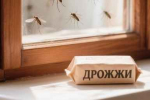 Копеечное средство избавит капусту от всех вредителей: кочаны будут крепкими, как сталь