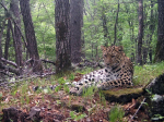 Фото предоставлено пресс-службой нацпарка «Земля леопарда»