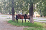 Лошади во Втором Иркутске. Фото очевидцев