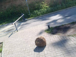 Огромный булыжник едва не покалечил девушку во дворе Владивостока