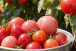 3 беспроигрышных сорта картофеля — вкуснее и урожайнее большинства: клубни по 200 грамм — идеальны для пюре и жарки с золотистой корочкой