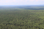 Лес. Фото пресс-службы правительства Иркутской области