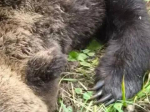 В Братске с понедельника ликвидировали пять медведей, вышедших к людям