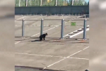 Из-за медведей режим повышенной готовности ввели уже в шести районах Приангарья