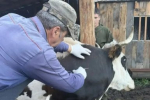 Первые компенсации за потерю скота из-за дерматита начали выплачивать в Иркутском округе